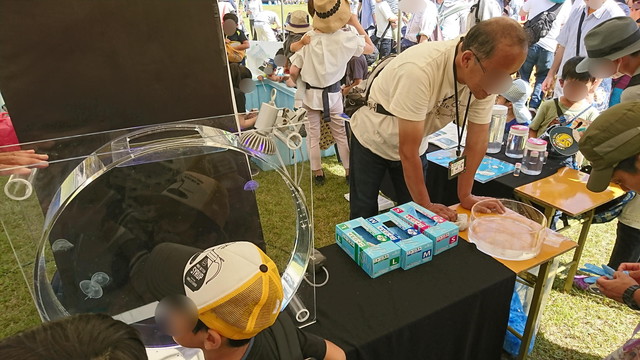 やまがた馬まつりの加茂水族館のクラゲ展示1