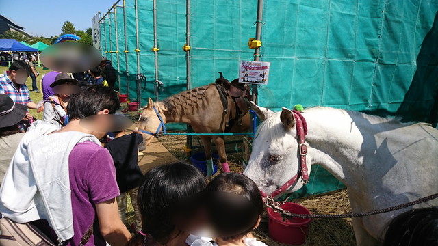 やまがた馬まつりのエサやり2