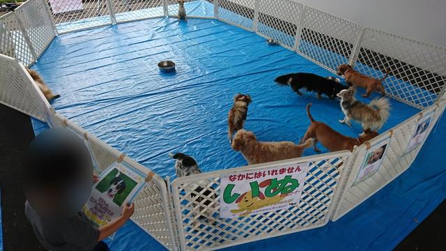 トヨペットのサンサンフェスティバルのミニ動物園3