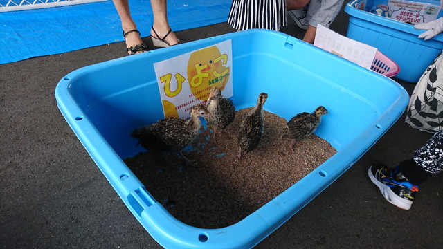 トヨペットのサンサンフェスティバルのミニ動物園1