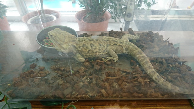 トヨペットのサンサンフェスティバルは虫類コーナー2