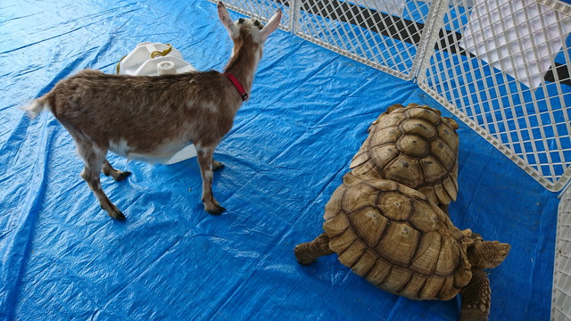 トヨペットのサンサンフェスティバルのミニ動物園5