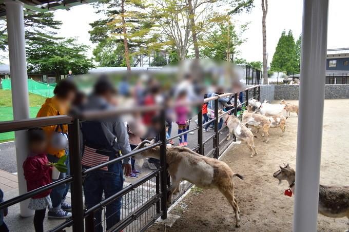 八木山動物園-ふれあいの丘-ヤギのえさやり2