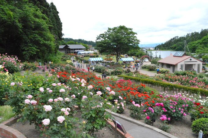 東沢バラ公園のバラまつり19 開花情報や昨年度の会場の様子を紹介 やまがたぐらし