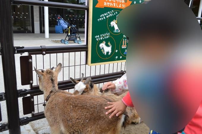 八木山動物園-ふれあいの丘-ヤギとふれあい2