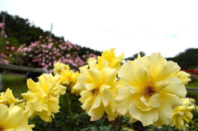 東沢バラ公園-バラ3