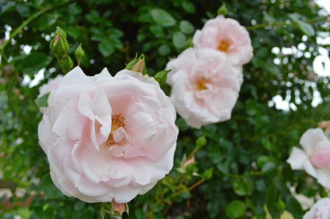 東沢バラ公園-バラ4