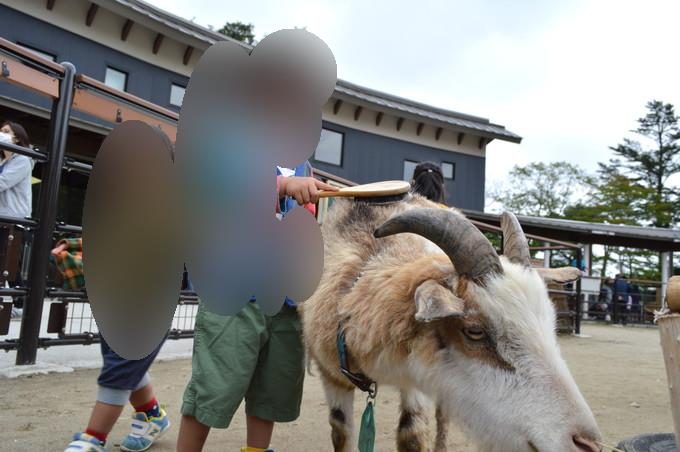 八木山動物園-ふれあいの丘-ヤギとふれあい3