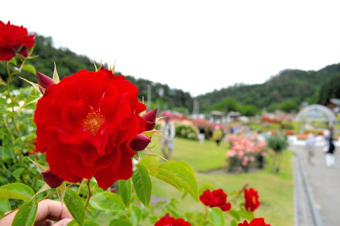 東沢バラ公園-バラ2