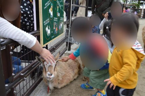 八木山動物園-ふれあいの丘-アイキャッチ