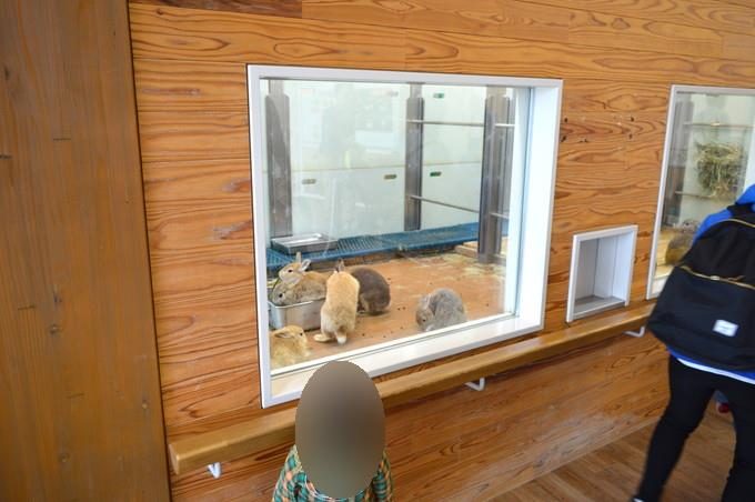 八木山動物園-ふれあいの丘-うさぎ1