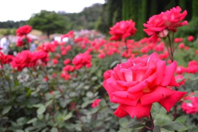 東沢バラ公園-バラ5