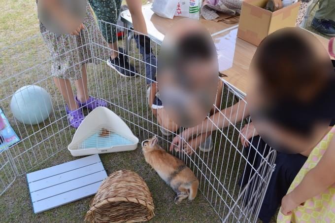 みはらしの丘_うさぎ市_うさぎと触れ合える