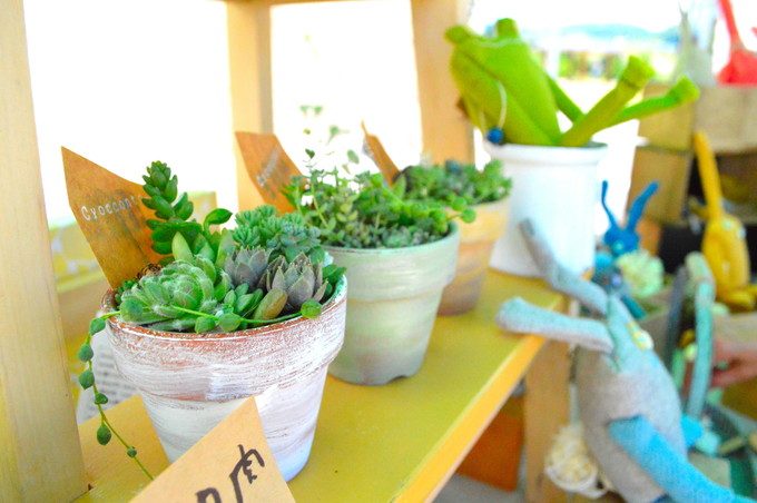 みはらしの丘_うさぎ市_観葉植物2