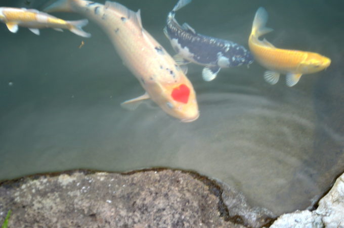 庭園喫茶錦-ハート模様の錦鯉