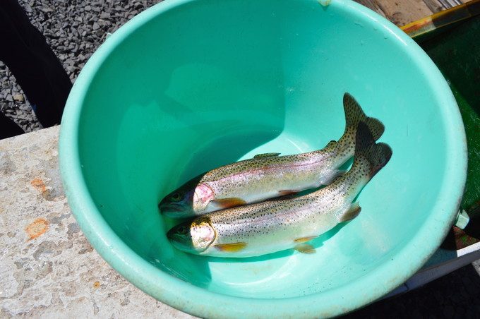 蔵王猿倉-つり堀5-ニジマスが釣れた