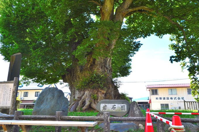 東根の大ケヤキ-外観-敷地内からの写真-1