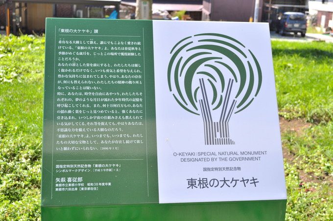 東根の大ケヤキ-説明文1