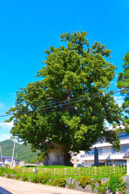 東根の大ケヤキ-外観-敷地街からの写真-2
