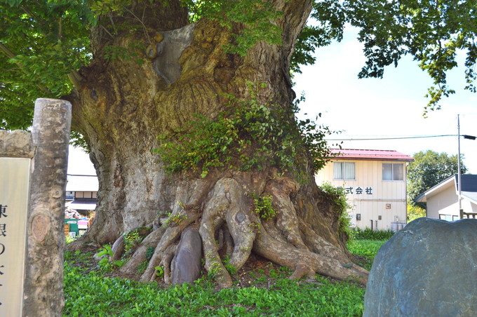 東根の大ケヤキ-外観-敷地内からの写真-6