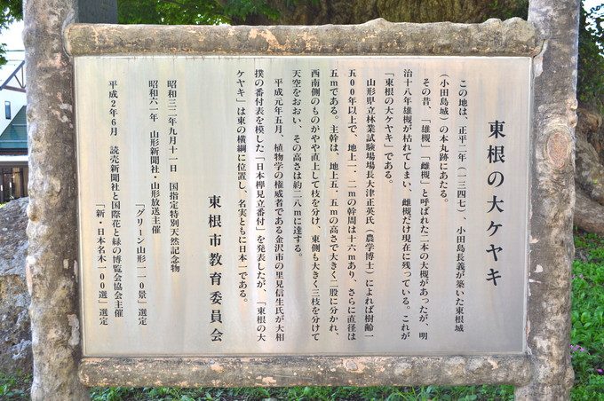 東根の大ケヤキ-説明文2