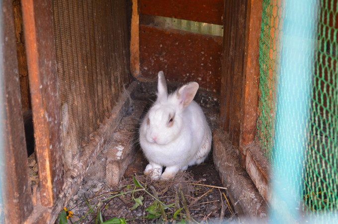 ミツバチガーデンカフェ-うさぎ2