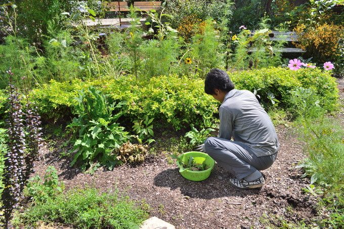 ミツバチガーデンカフェ-お店の様子-外5