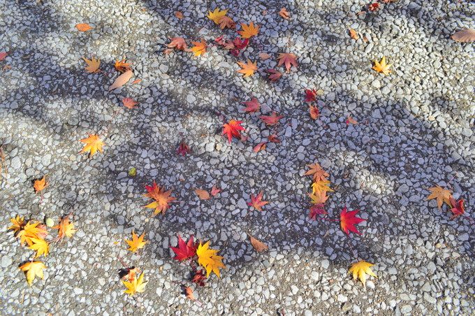 山形県民の森-紅葉もみじまつり-秋の宝探し4