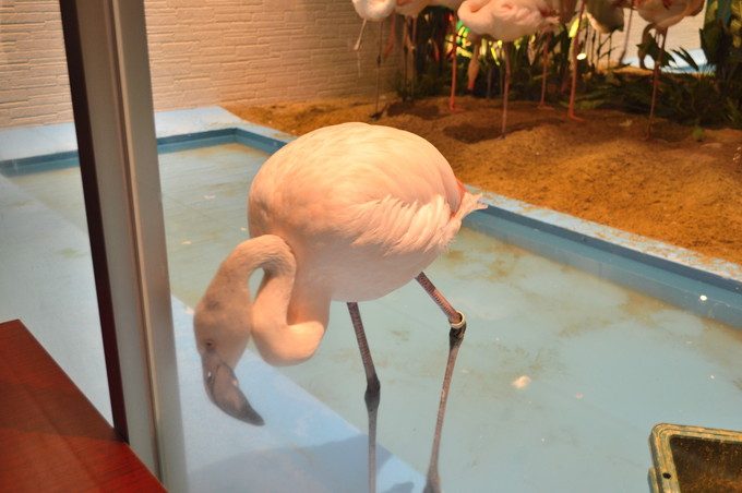 メヒコ-フラミンゴ館-店内の様子4