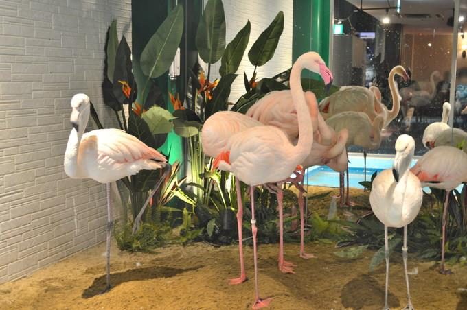 メヒコ-フラミンゴ館-フラミンゴ