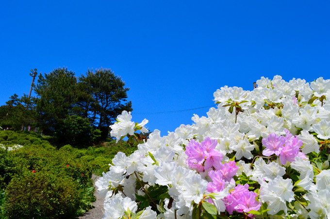 寒河江つつじまつり-つつじ2