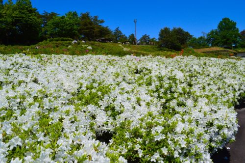寒河江つつじまつり-つつじ1