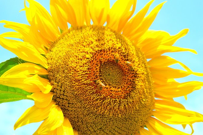 天童のひまわり迷路-ひまわりとミツバチ