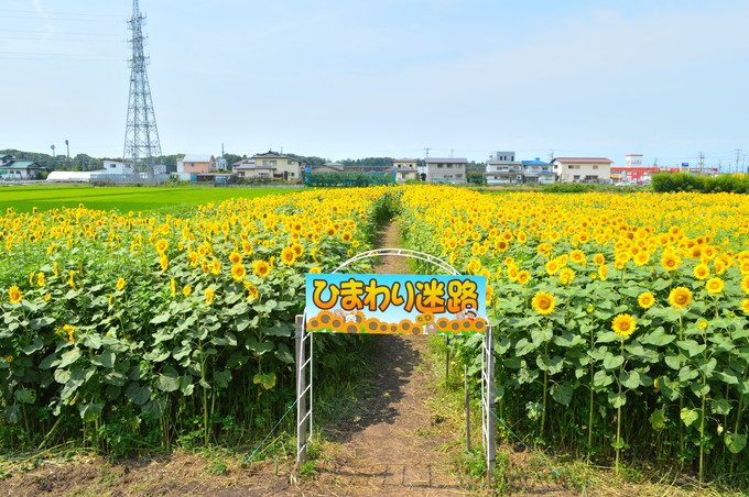 体験レポ ひまわり迷路 山形県天童市 国道沿いに現れる5万本の向日葵 やまがたぐらし