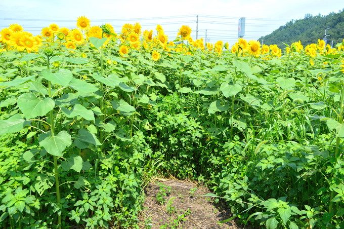 天童のひまわり迷路-行き止まり