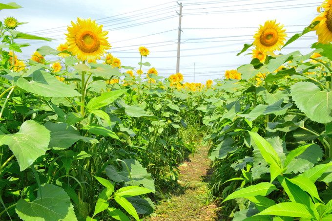 天童のひまわり迷路-通路2