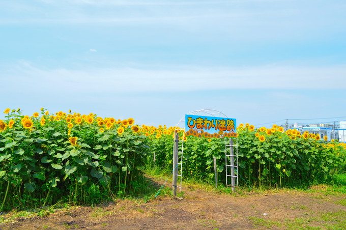 天童のひまわり迷路-入り口2