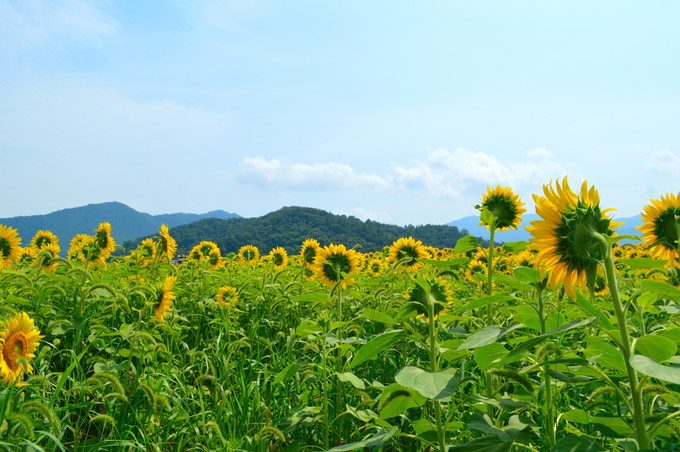 天童のひまわり迷路-背中を向けたひまわり
