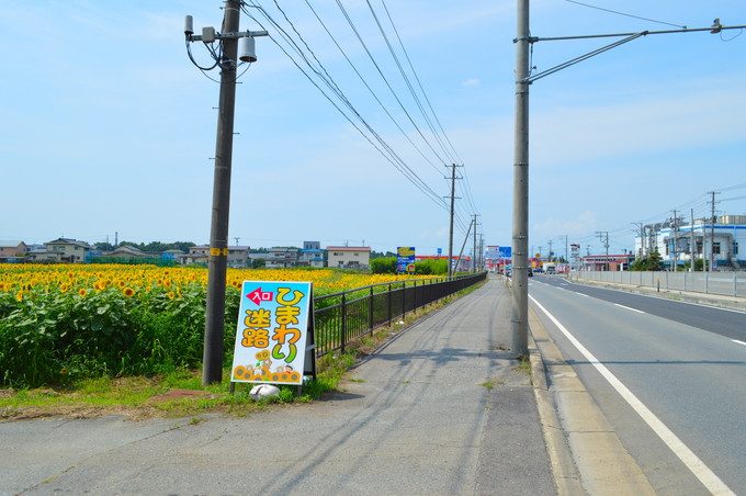 天童のひまわり迷路-13号からの入り口