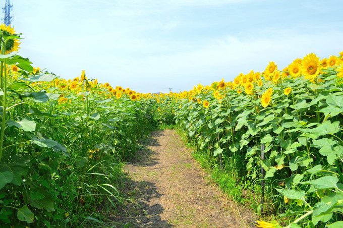 天童のひまわり迷路-通路1