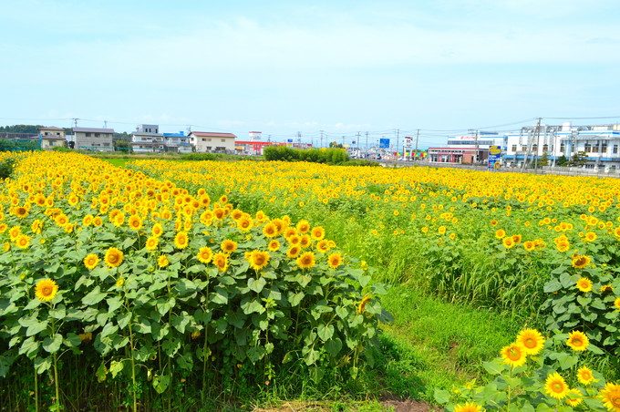 天童のひまわり迷路-展望台からの景色
