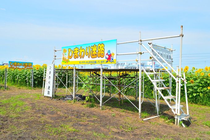 天童のひまわり迷路-展望台