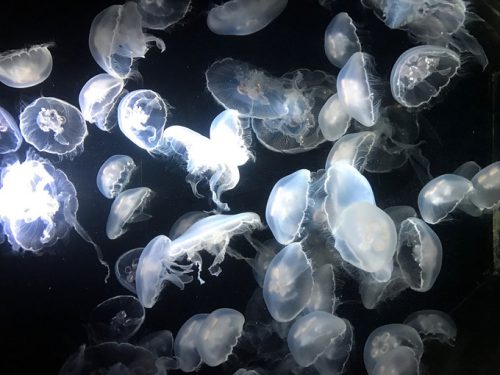 加茂水族館-クラゲ2