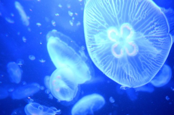 加茂水族館-クラネタリウム2