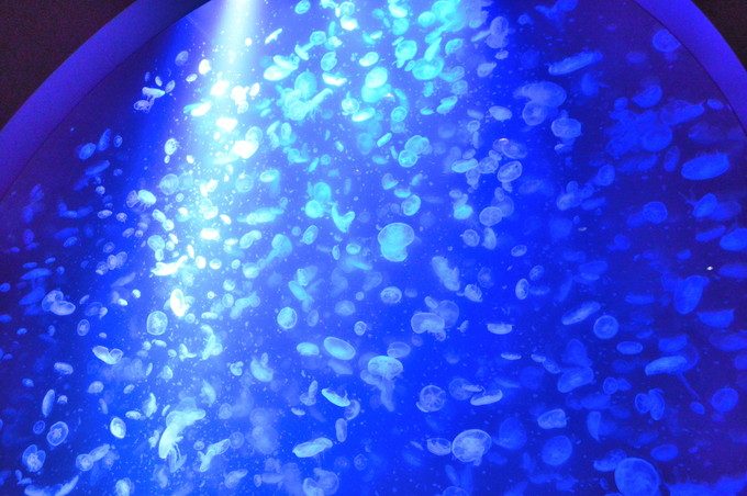 加茂水族館-クラネタリウム1