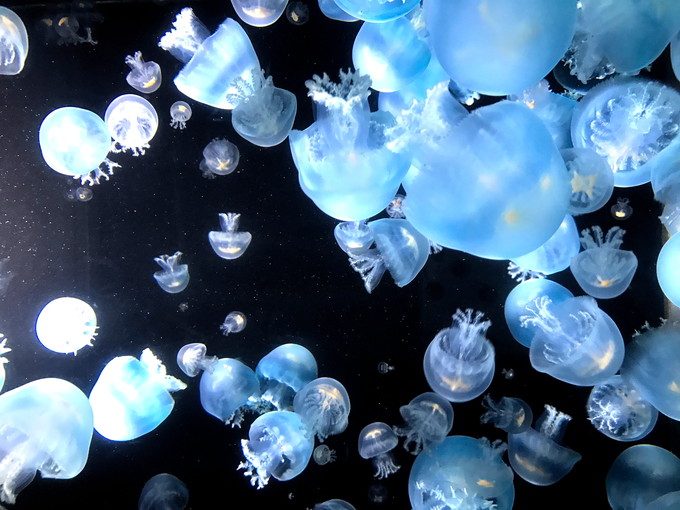 加茂水族館-クラゲ3