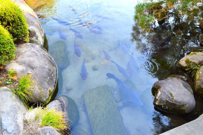 もみじ公園-池の鯉