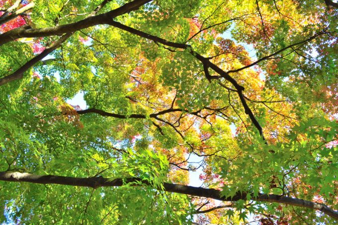 もみじ公園-紅葉の様子4