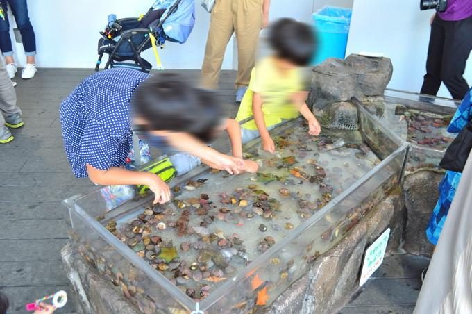 体験レポ クラゲ世界一の加茂水族館 常連地元民がランチや周辺ホテルなどの攻略法を紹介 やまがたぐらし