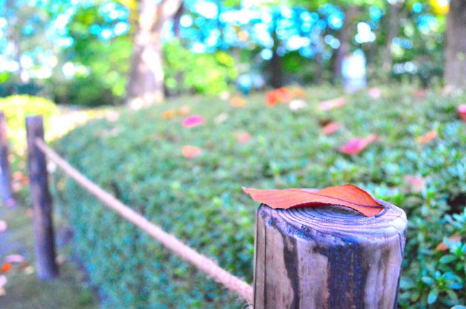 もみじ公園-落ち葉